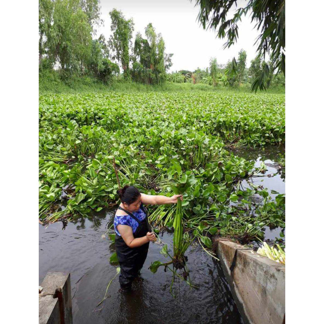 Water Hyacinth Boho Bag Collection (Small) - Thailand-Bags-Lumily-Lumily MZ Fair Trade Nena & Co Hiptipico Novica Lucia's World emporium